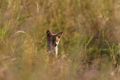 Red fox pup from kopacki rit, croatia