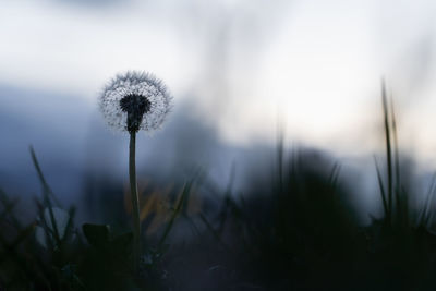 Close-up of dandelion against blurred background