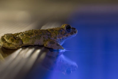 Close-up of frog in water at pool