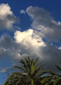 Low angle view of palm trees against sky