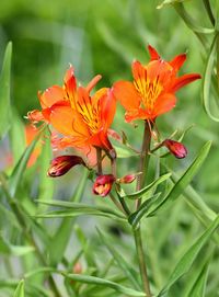 Close-up of red flowering plant