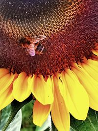 Close-up of bee pollinating on yellow flower