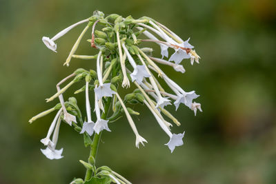 Close up of flowering tobacco  in bloom.