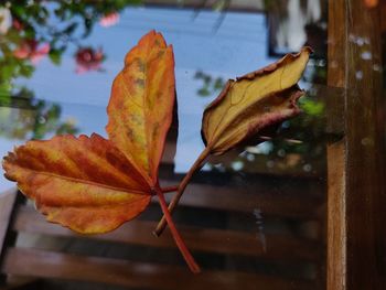 Close-up of autumn leaf