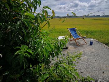 Plants growing on field against sky