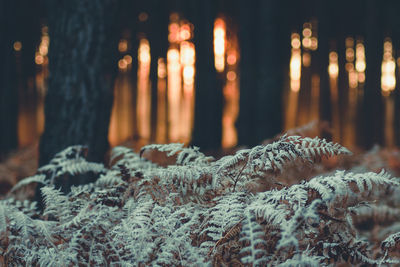 Close-up of plants in forest during winter