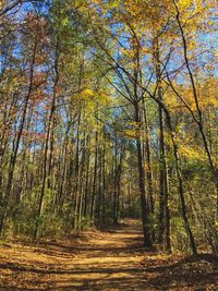 Trees in forest during autumn