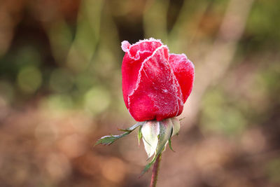 Close-up of rose bud