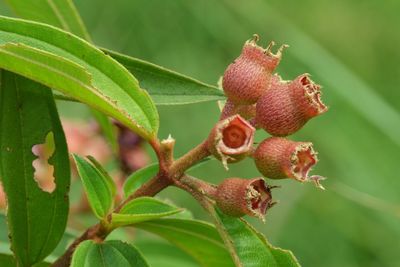 Close-up of fruit on plant