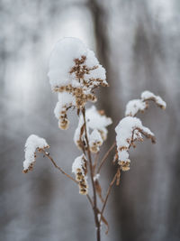 Close-up of frozen plant