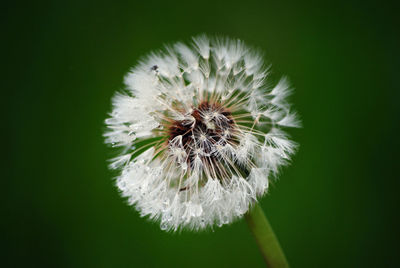 Close-up of dandelion flower