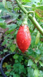 Close-up of red berries