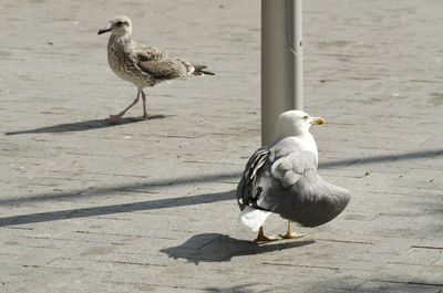 Seagull perching on footpath