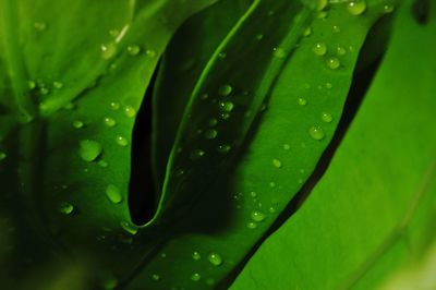Close-up of raindrops on leaves