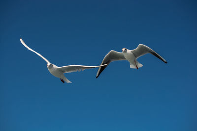 Low angle view of seagulls flying against clear blue sky