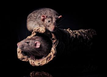 Two agouti rats on a tree trunk.