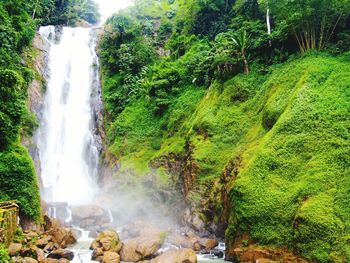 Scenic view of waterfall in forest