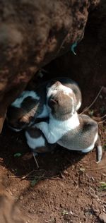 High angle view of puppies relaxing on field