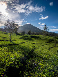 Scenic view of field against sky