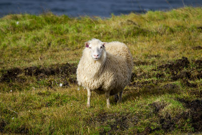 Icelandic sheep graze at the mountain meadow near ocean coastline, domestic animal in iceland