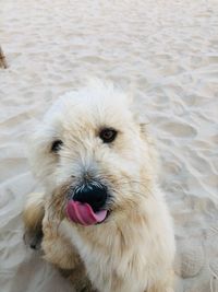 Portrait of dog sticking out tongue