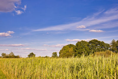 Plants growing on field against sky