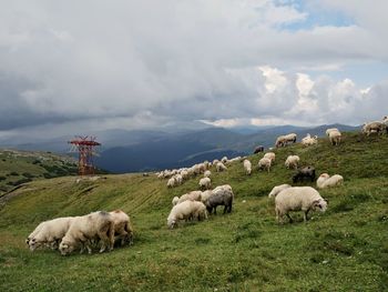 Sheep grazing in a field