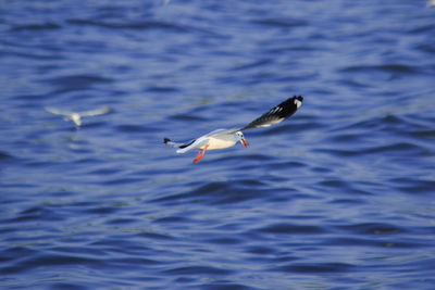 Seagull flying over sea