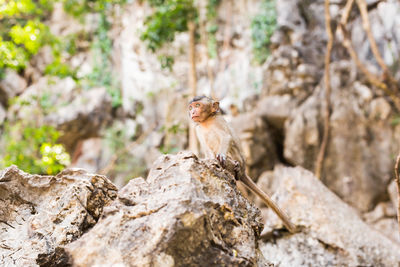 Squirrel sitting on rock