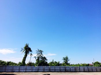 Trees against blue sky