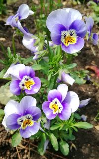 High angle view of purple crocus flowers on field