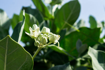 Close-up of white flowering plant