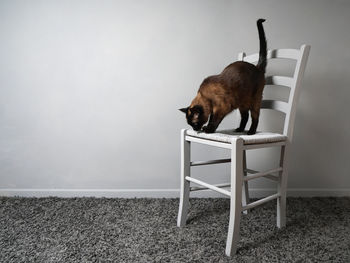 Cat standing on chair against wall at home