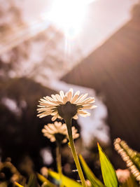 Close-up of white flowering plant