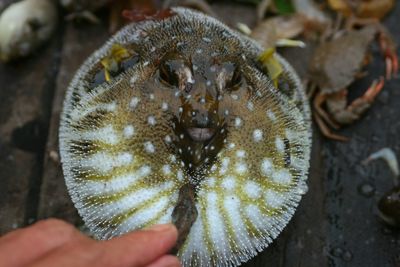 Cropped hand of person holding balloonfish