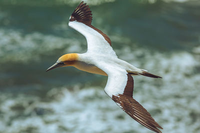 Australasian gannet - seabird