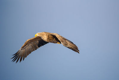 Low angle view of eagle flying against clear blue sky