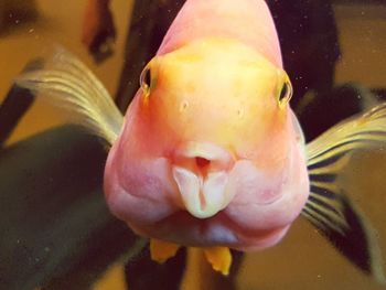 Close-up of fish swimming in aquarium