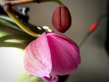 Close-up of pink flower