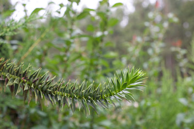 Close-up of green leaves