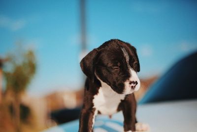 Puppy looking away against blue background