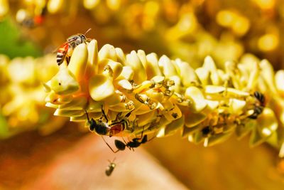 Close-up of bees pollinating on yellow flower