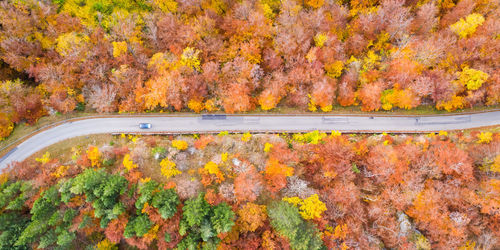 High angle view of trees by plants during autumn