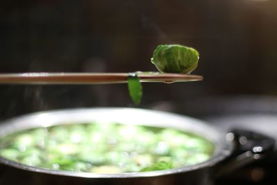 Close-up of leaf floating on water