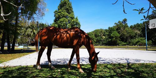 Horse standing in ranch against sky