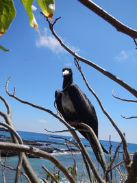 Low angle view of bird perching on branch against sky