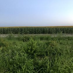 Scenic view of field against clear sky