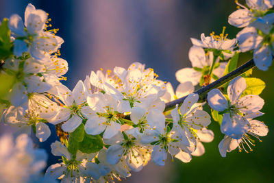 Beautiful white plum tree flowers blossoming during the spring.