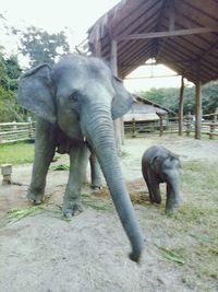 Elephant standing by trees