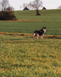 View of a dog on field